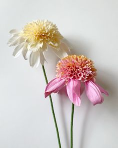 two white and pink flowers on a white background