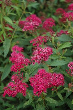 pink flowers with green leaves in the foreground and red stems on the other side