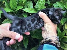 a person holding a small black kitten in their left hand while standing next to some green leaves