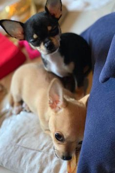 two small dogs sitting on top of a couch