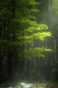 the rain is coming down in the forest