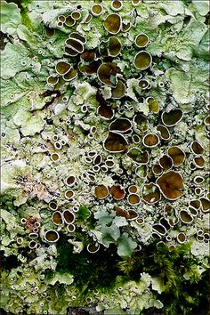 moss growing on the side of a rock with lots of small holes in it's center