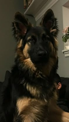 a dog sitting on top of a couch next to a man in a black shirt