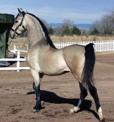 a horse standing in the dirt next to a white fence and a green trailer behind it