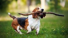 a dog carrying a stick in its mouth