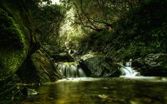 a small stream running through a lush green forest