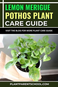 a potted plant sitting on top of a wooden table with text overlay that reads lemon merigue pothos plant care guide