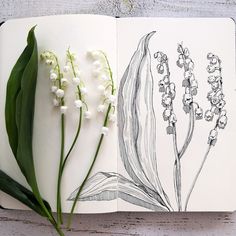 an open book with flowers and leaves on it, next to a pencil drawing of lily of the valley