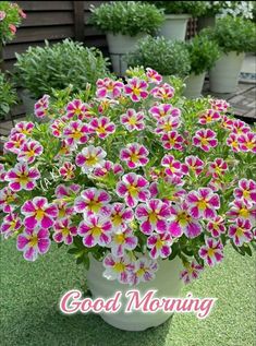 pink and yellow flowers in a white pot on the grass with good morning greeting card