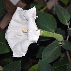 a white flower with green leaves in the background