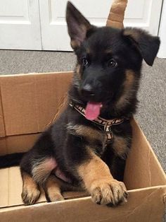 a dog sitting in a cardboard box with his tongue hanging out and looking at the camera