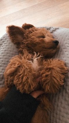 a small brown dog laying on top of a bed next to a person's hand