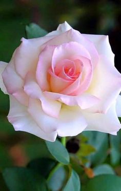 a pink and white rose with green leaves