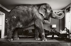 an elephant standing on top of a wooden floor next to a person sitting in a chair