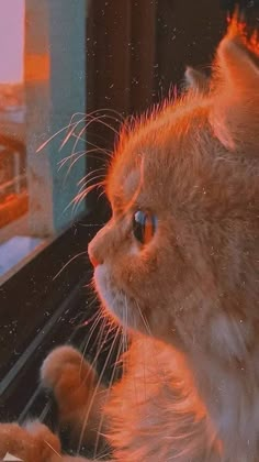 an orange cat sitting on top of a window sill looking out at the outside