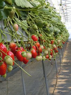 many strawberries are growing on the plants