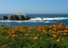 an ocean view with rocks and flowers in the foreground