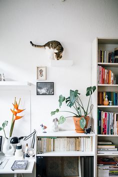 a cat sitting on top of a bookshelf next to a table with plants