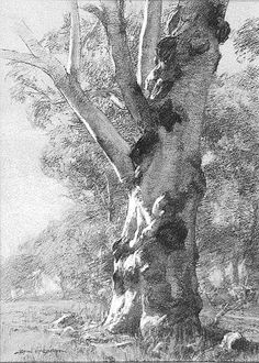 a pencil drawing of a tree in the woods