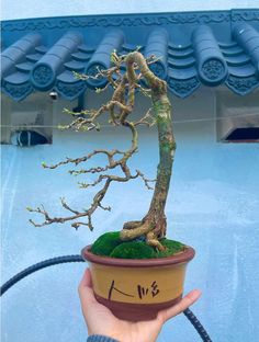 a bonsai tree in a pot is being held by someone's hand,