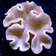 a close up of a white coral on a black surface