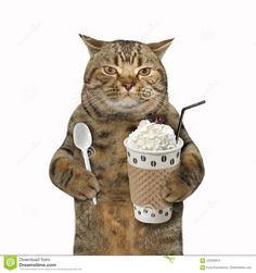 a cat is holding an ice cream cone in its paws and looking at the camera