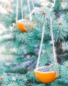 two oranges hanging from the branches of a pine tree, with seed in them