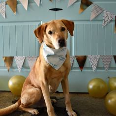 a brown dog wearing a white bandana sitting in front of balloons and bunting