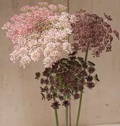 three different types of flowers in a vase on a table next to a concrete wall