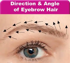 Image result for bulb of eyebrow Eyebrow Hair Transplant, Microblading Practice, Mircoblading Eyebrows, Eyebrow Transplant, Draw Eyebrows, Eyebrow Design, How To Draw Eyebrows, Semi Permanent Makeup, Permanent Makeup Eyebrows