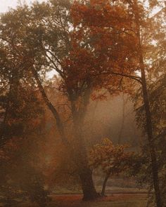 the sun shines through the trees on a foggy day in an autumn park