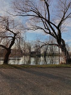 trees are in the foreground and water is on the other side of the road