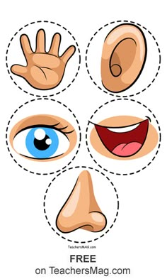 four different types of eyes and hands