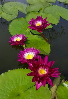 two purple water lilies are in the pond