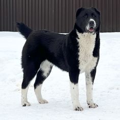 a black and white dog standing in the snow