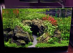 an aquarium with rocks and plants in it