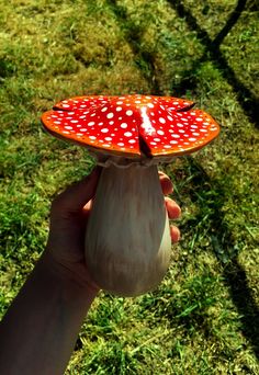 a hand holding an orange and white object in the grass