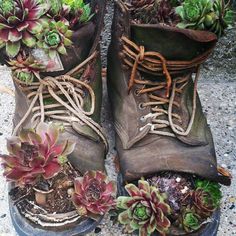 an old pair of boots with plants growing out of them