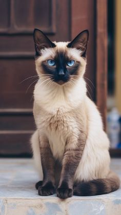 a siamese cat with blue eyes sitting on the steps