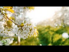 some white flowers on a tree branch in the sun and green grass with sunshine behind them