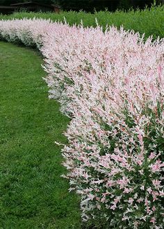 pink and white flowers line the side of a grassy path in front of green grass