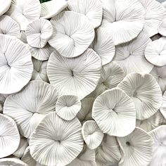 a pile of white flowers sitting next to each other