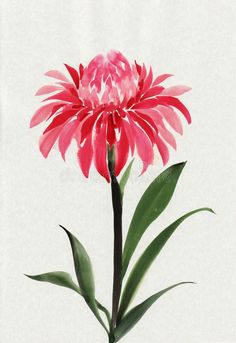 a watercolor painting of a pink flower with green leaves on white background royalty illustration