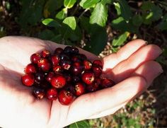 a person holding out their hand full of berries