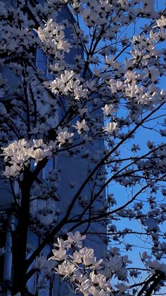 a tree with white flowers in front of a building