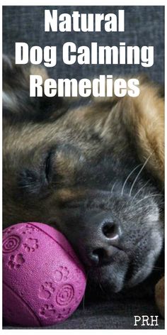 a dog sleeping next to a pink ball with the words natural dog calming remedies