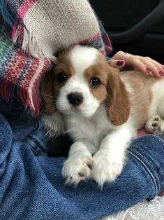 a small brown and white dog laying on top of someone's lap