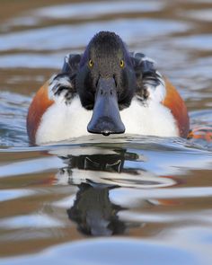 a close up of a duck in the water