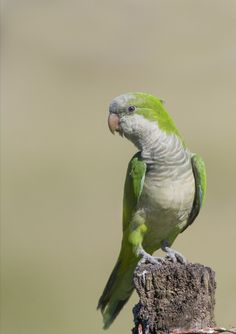 a green and white bird sitting on top of a wooden post