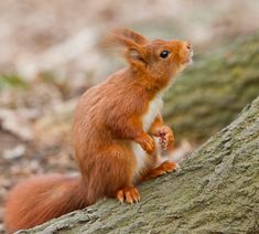 a red squirrel sitting on top of a tree branch